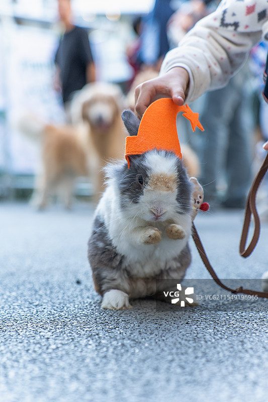 宠物兔图片素材