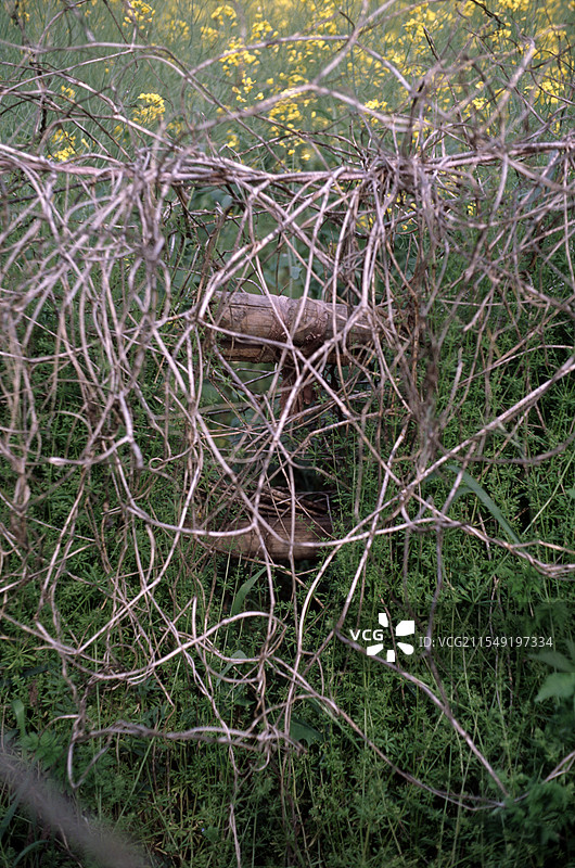 胶片拍的爬满枯藤的篱笆图片素材