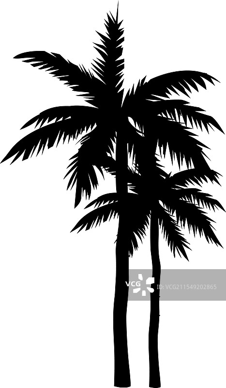热带植物剪影 热带棕榈叶图片素材