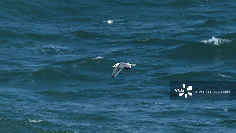 飞翔中的海鸥图片素材