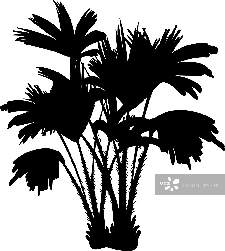 热带植物剪影 热带棕榈叶图片素材