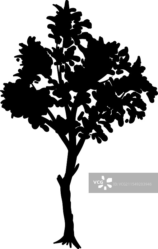 热带植物剪影 热带棕榈叶图片素材