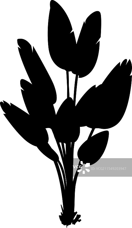 热带植物剪影 热带棕榈叶图片素材