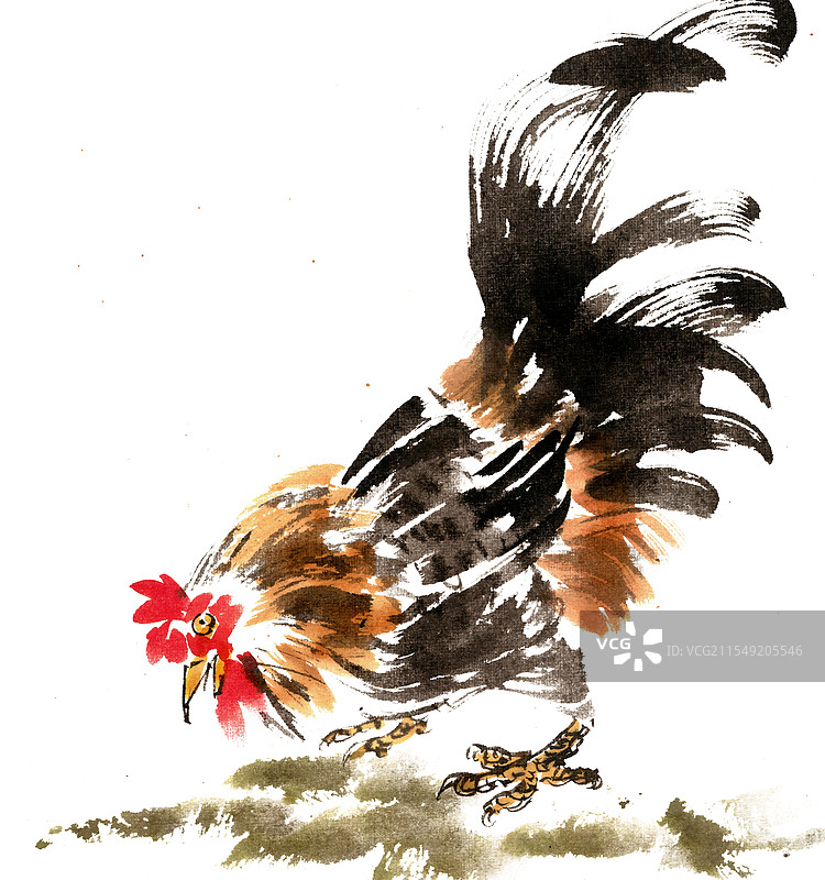 觅食的公鸡图片素材
