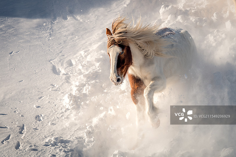 雪中驰骋图片素材