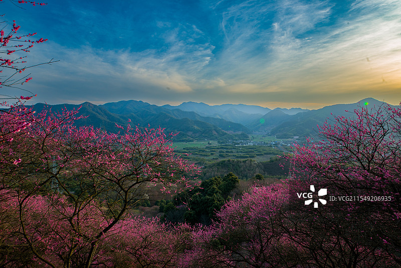 夕阳西下的梅花林，宁波奉化溪口新建村梅林图片素材