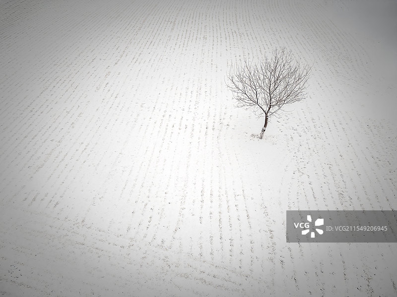 雪后孤树图片素材