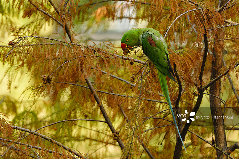 亚历山大鹦鹉图片素材