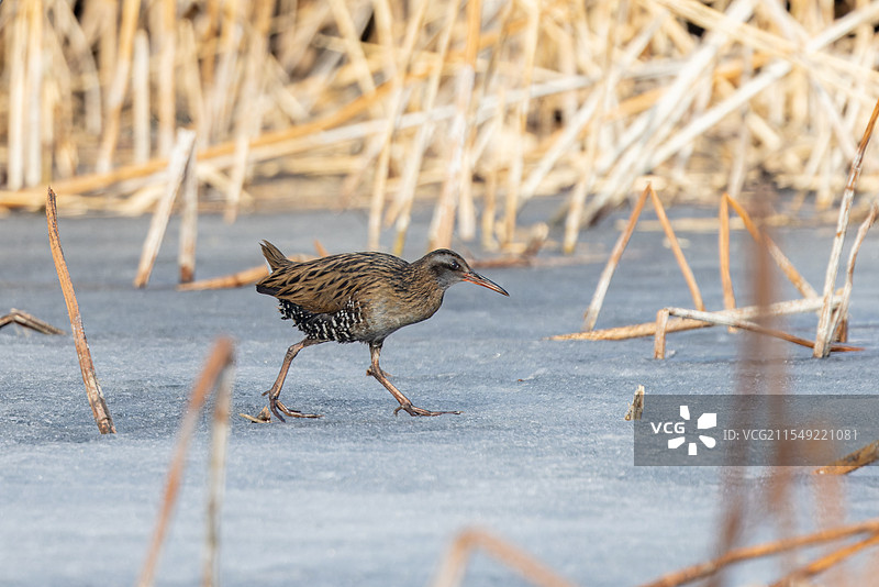 公园里的普通秧鸡图片素材