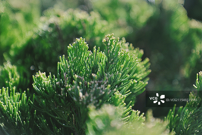 阳光下的柏树图片素材