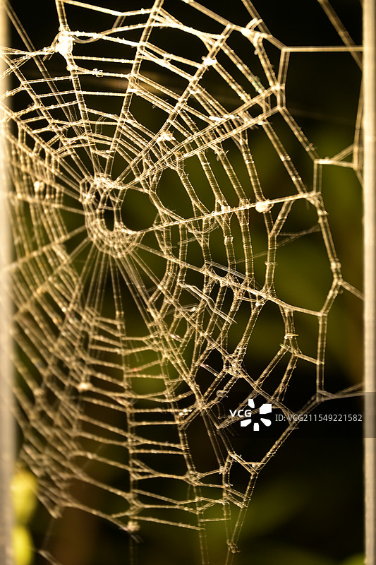 灯光下蜘蛛网的美图片素材