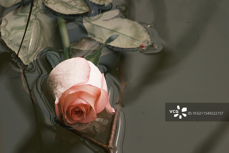 水中的残花败叶图片素材