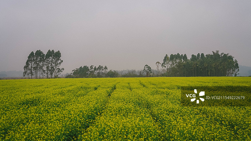 广西南宁东盟稻作文化产业园油菜花图片素材