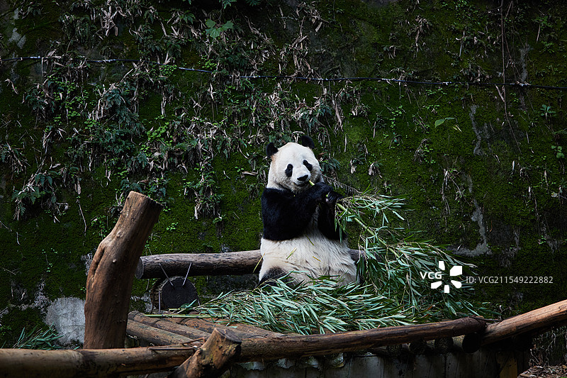 熊猫 兰香 重庆动物园 午餐 竹子图片素材