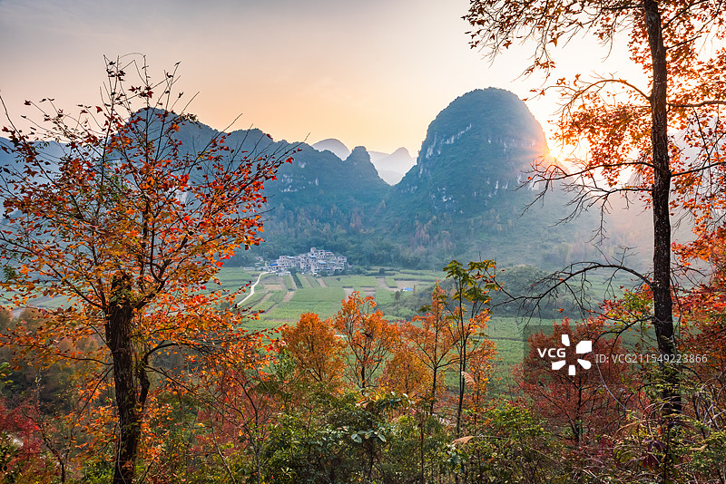 广西百色冬季红枫似火，霜叶红于二月花图片素材
