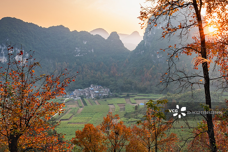 广西百色冬季红枫似火，霜叶红于二月花图片素材