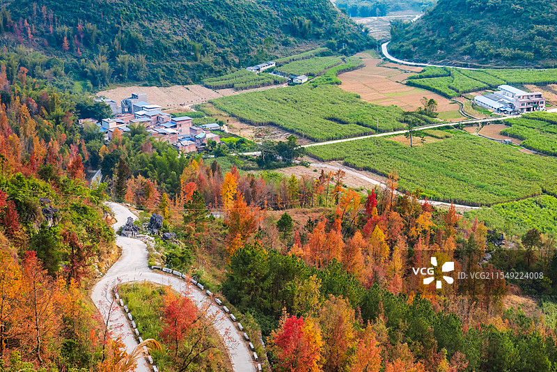 广西百色冬季红枫似火，霜叶红于二月花图片素材