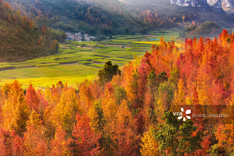 广西百色冬季红枫似火，霜叶红于二月花图片素材