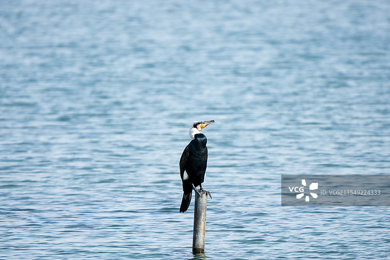 玉渊潭繁殖羽鸬鹚图片素材
