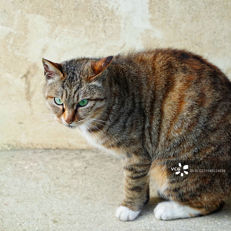 四川省成都市武侯祠目光凶狠准备狩猎的绿眼睛狸花猫特写图片素材