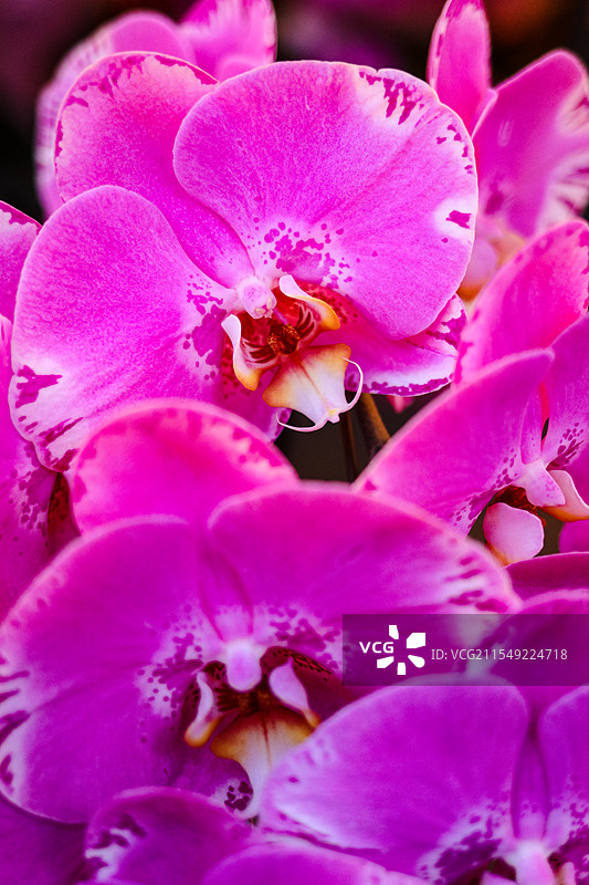 2025年海珠迎春花市绽放的蝴蝶兰……图片素材