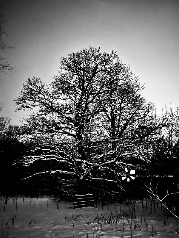 雪中古树图片素材