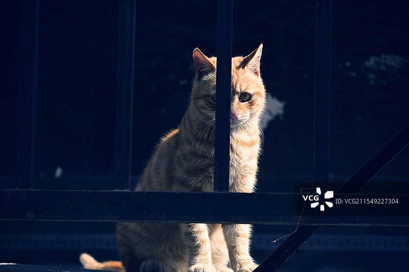 大兴善寺的小橘猫图片素材