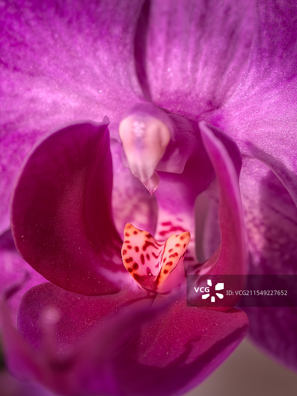 一朵粉紫色的蝴蝶兰花蕊特写图片素材