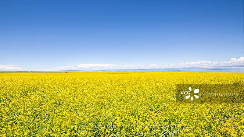 油菜田仰天风景图片素材