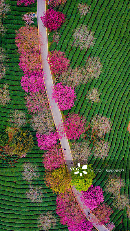 永福樱花茶园图片素材