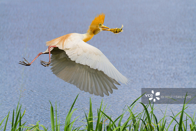 捕鱼能@牛背鹭牛背鹭乃鹭鸟种群中漂亮鸟之一，主食青蛙，摄影师抓拍其捕鱼镜头，实属罕见牛背鹭图片素材