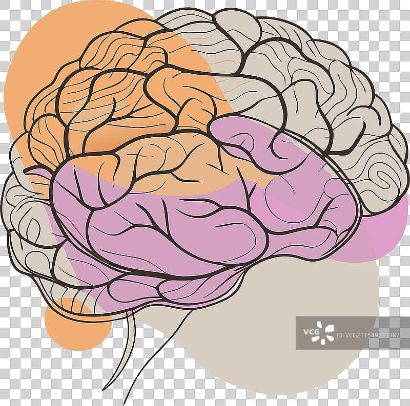 大脑图片素材