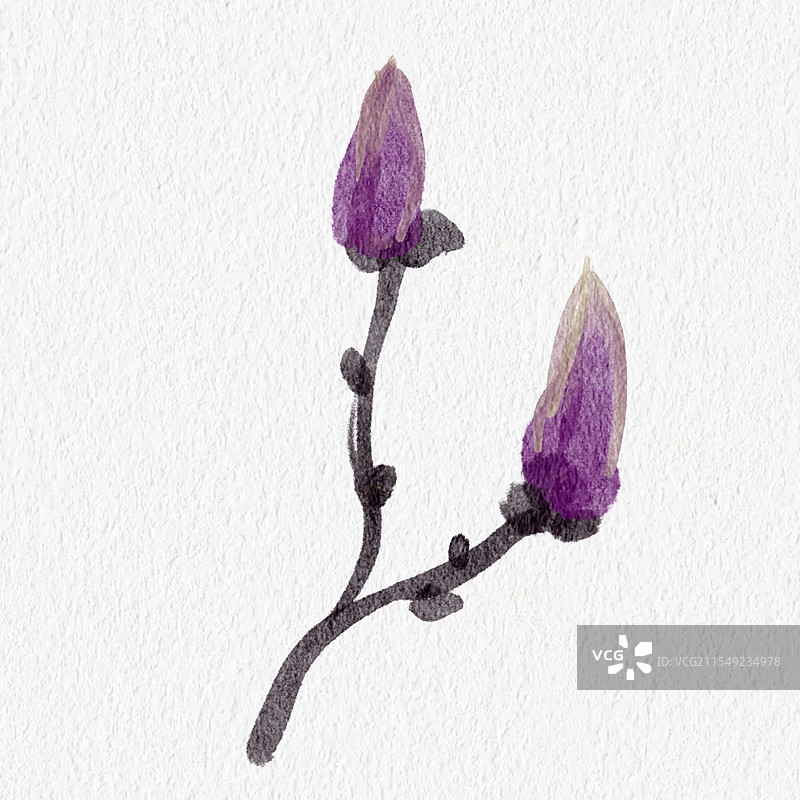 水彩画辛夷图片素材