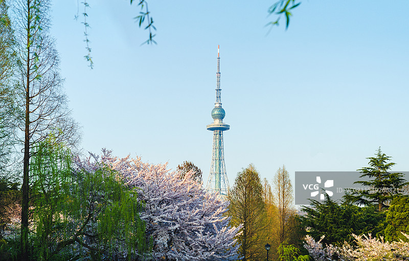 青岛中山公园春季风光图片素材