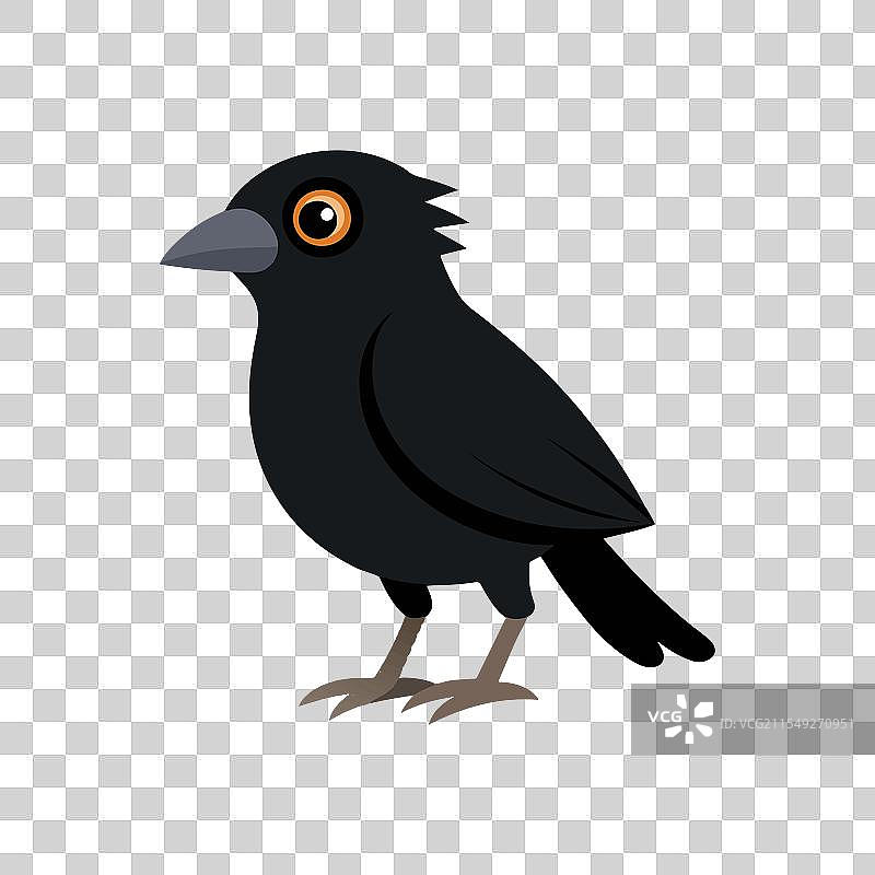优雅的黑乌鸦艺术图片素材