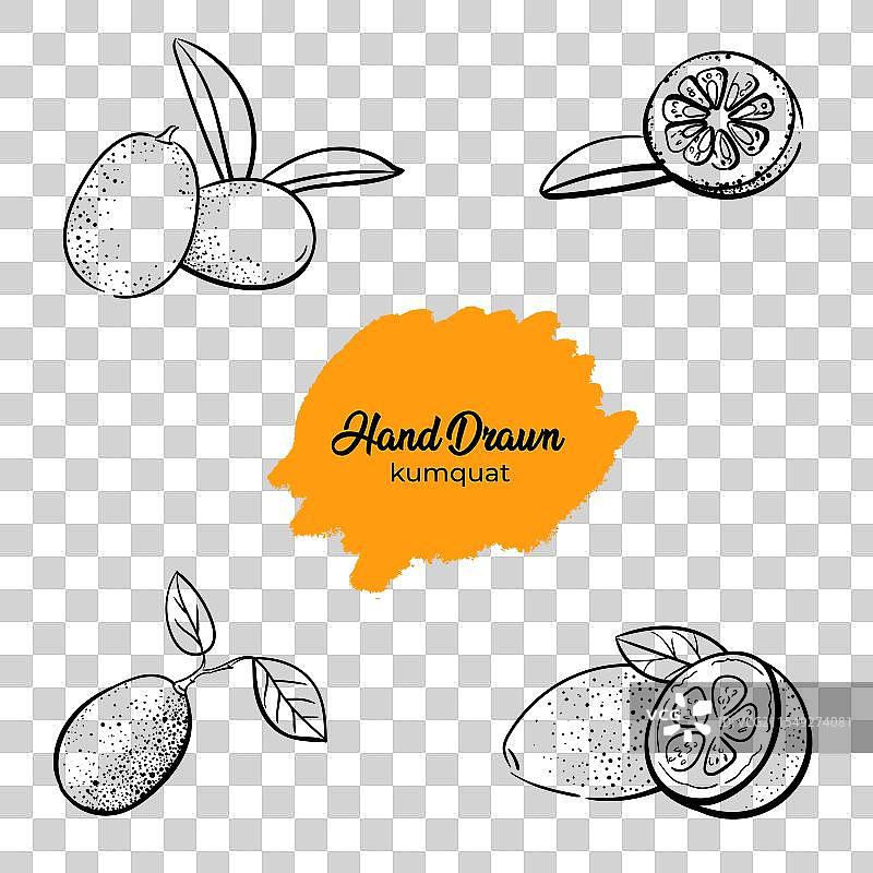 金橘果的线条素描图片素材
