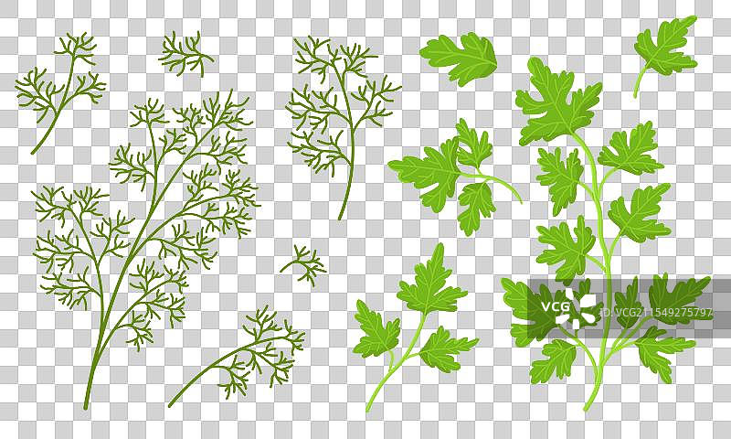 一组独立的莳萝和香菜，背景为白色图片素材
