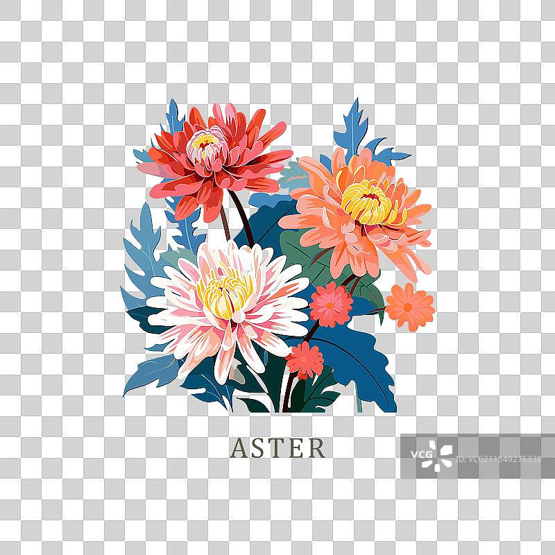 九月出生的花：紫菀图片素材