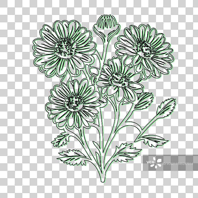 手绘的雏菊花束轮廓图图片素材
