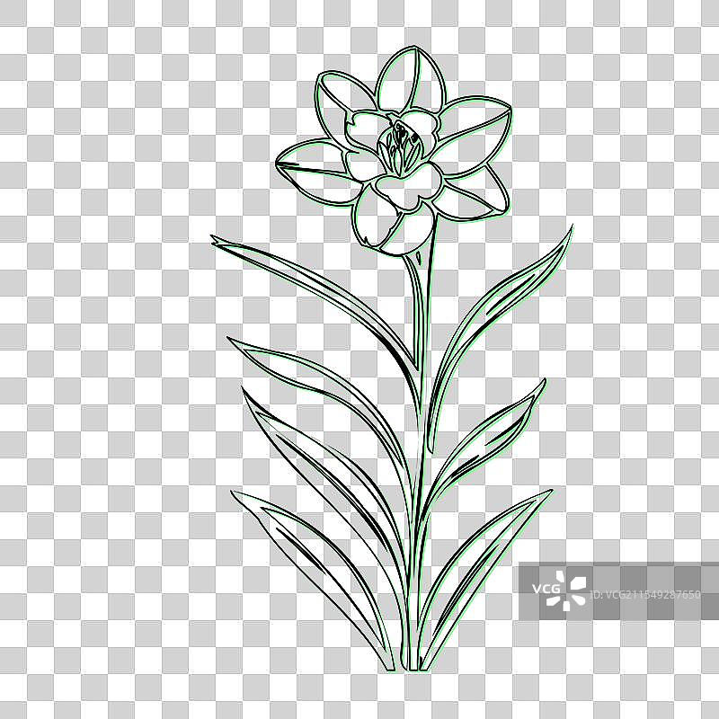 手绘的水仙花轮廓图图片素材