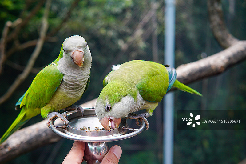 红山动物园鹦鹉进食图片素材