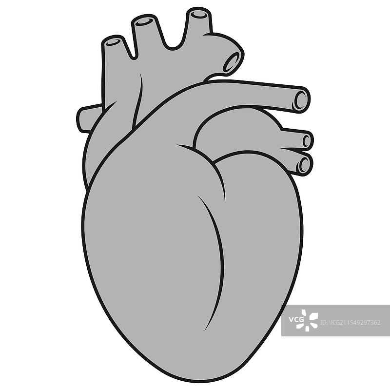 逼真的人类心脏循环器官图片素材