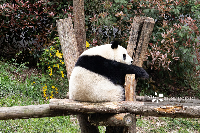 南京著名景点红山动物园内悠闲休息的大熊猫图片素材