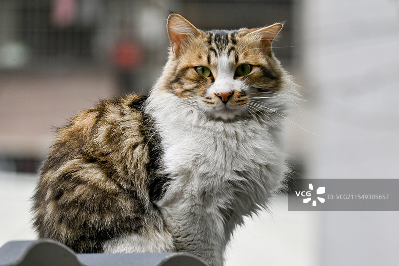 狸花猫图片素材