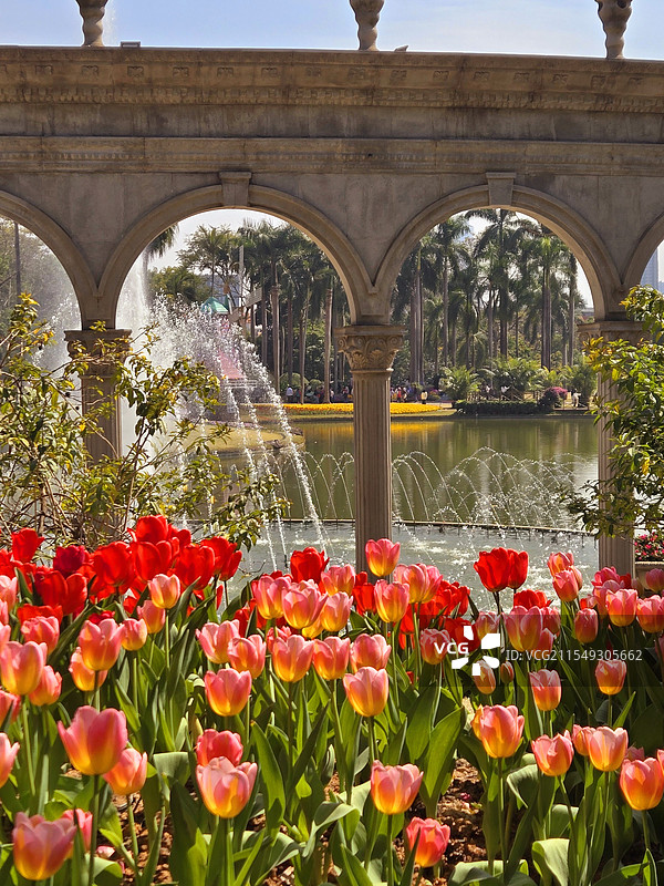 广州云台花园盛开的郁金香图片素材
