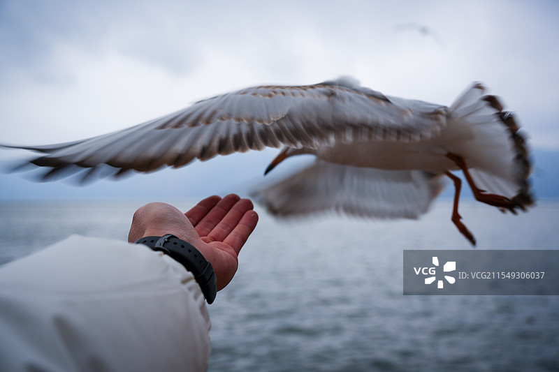 不规则手喂海鸥图片素材