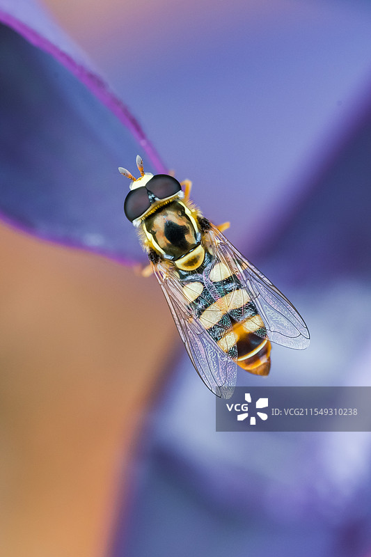 果蝇特写微距图片素材