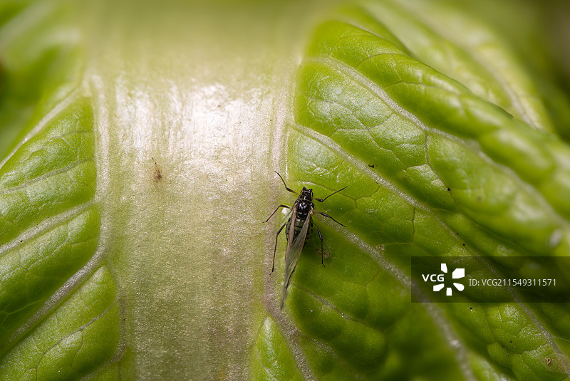 绿色蔬菜与蚜虫共生图片素材