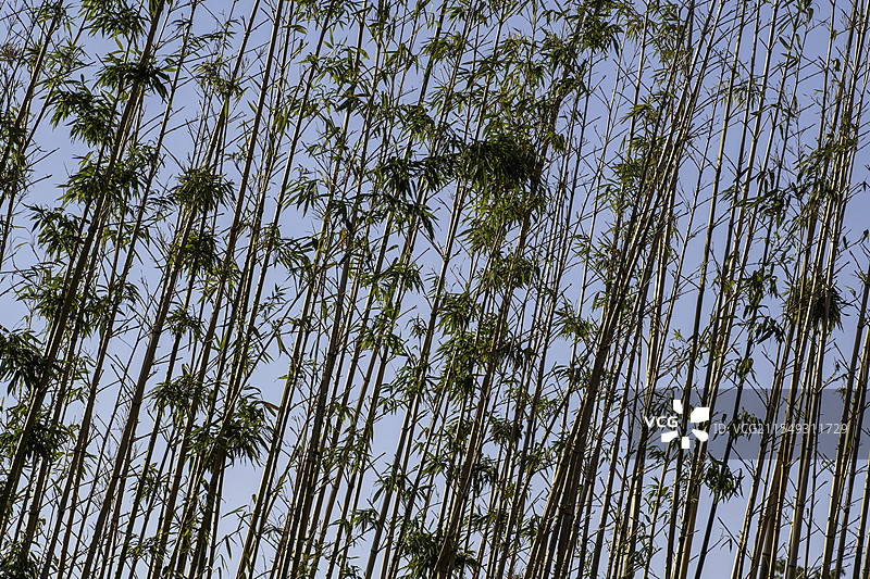 竹林摇曳图片素材