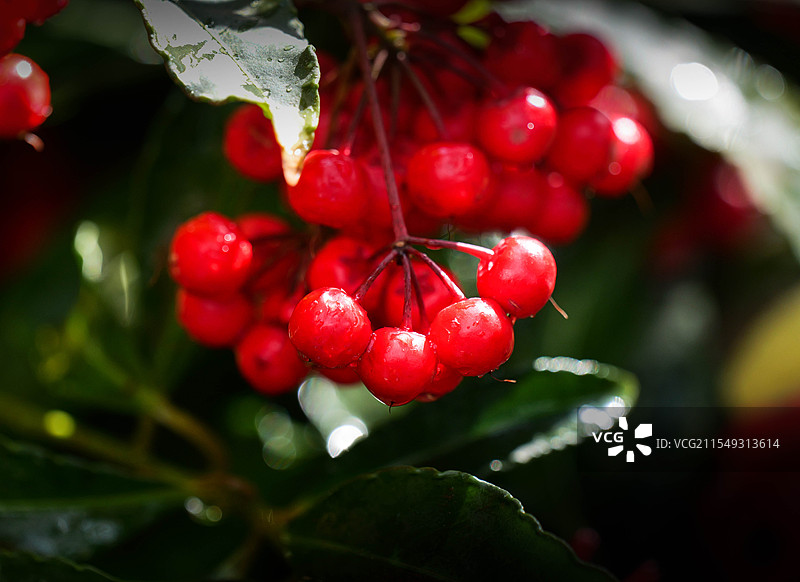 自然状态红樱桃特写图片素材